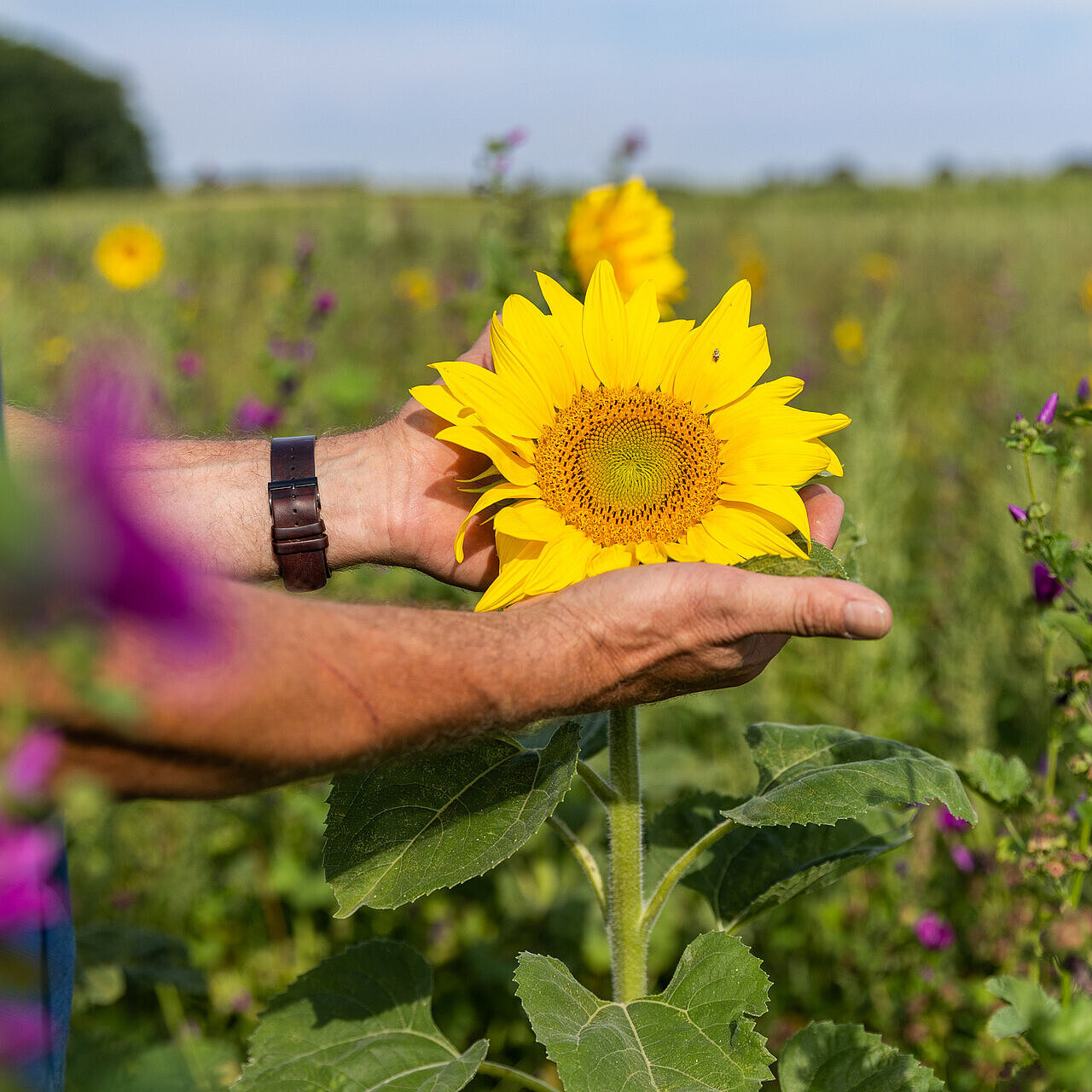 Eine Hand hält eine Sonnenblume in einem sonnigen Blumenfeld.