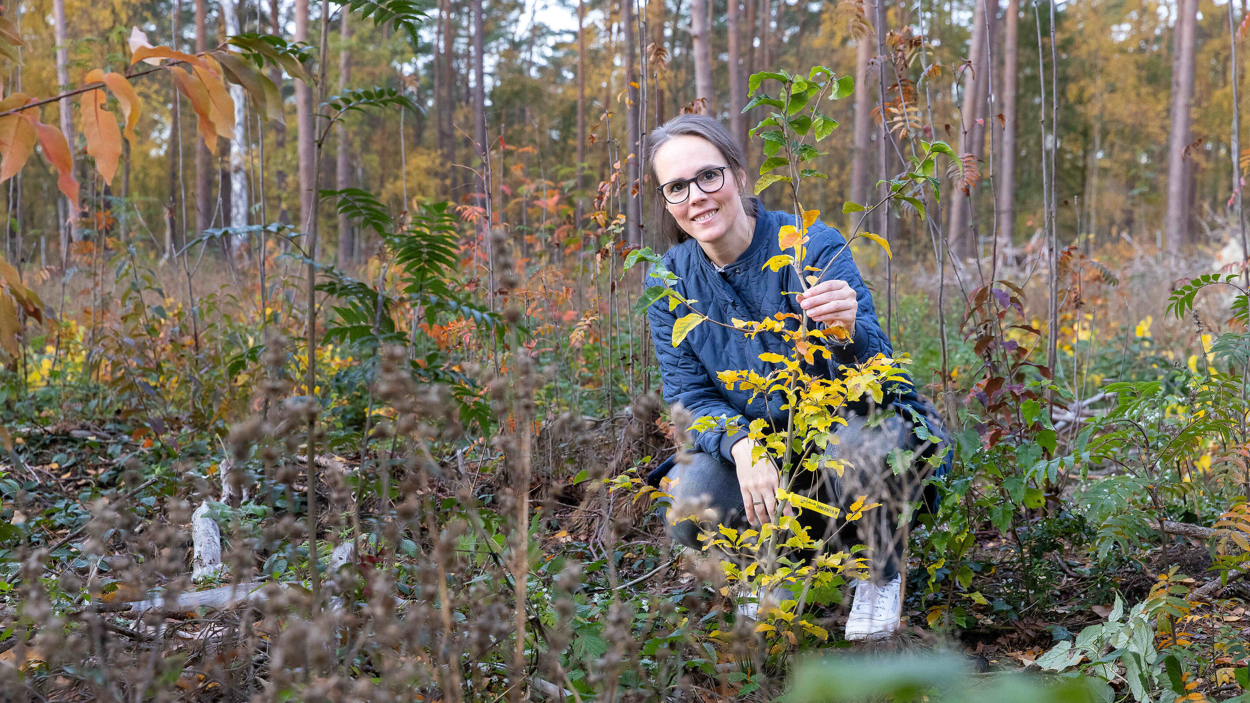 SVO Mitarbeiterin min Baumsetzling im Wald