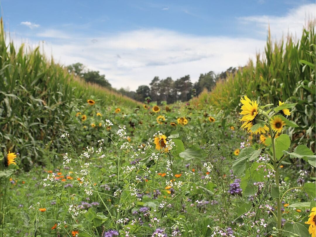 Durch das Produkt SVO Blühstrom geförderte, blühende Bienenwiese zwischen zwei Maisfeldern