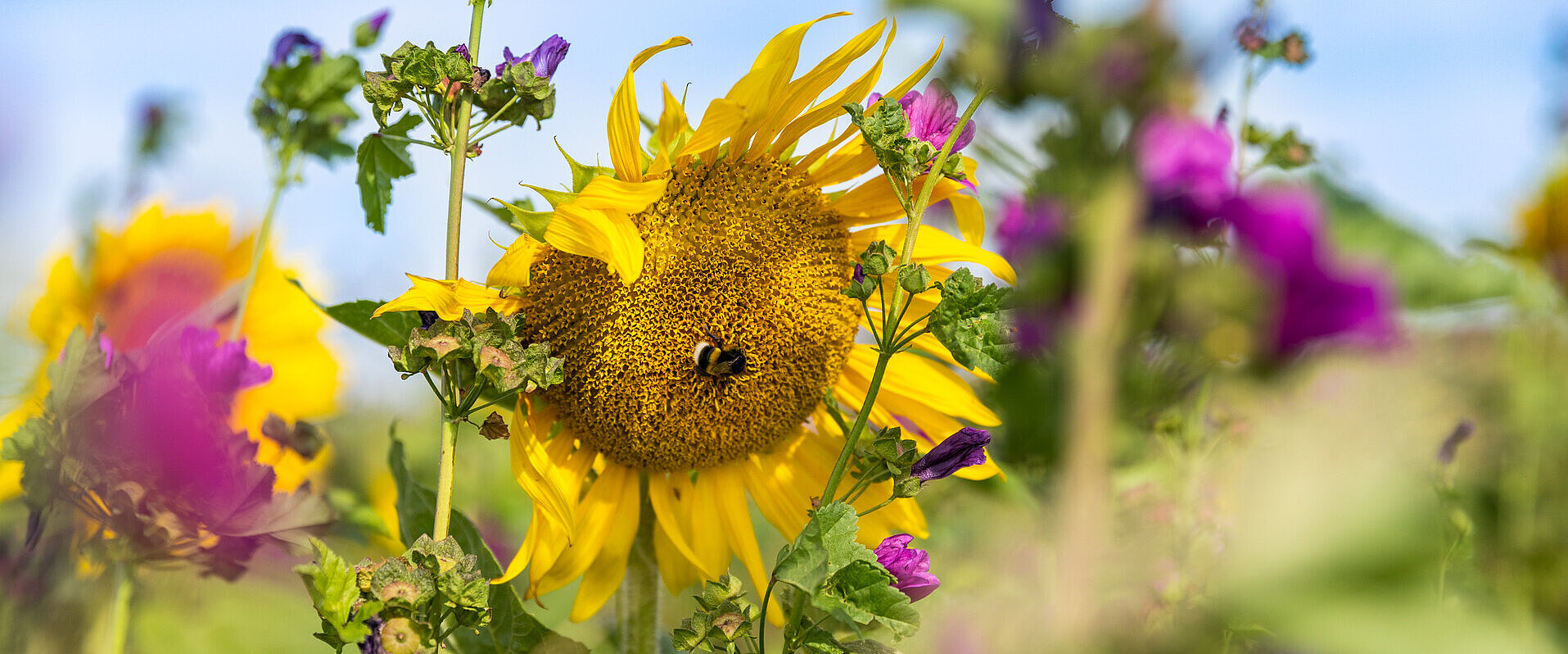 Blühendes Feld mit Sonnenblumen.