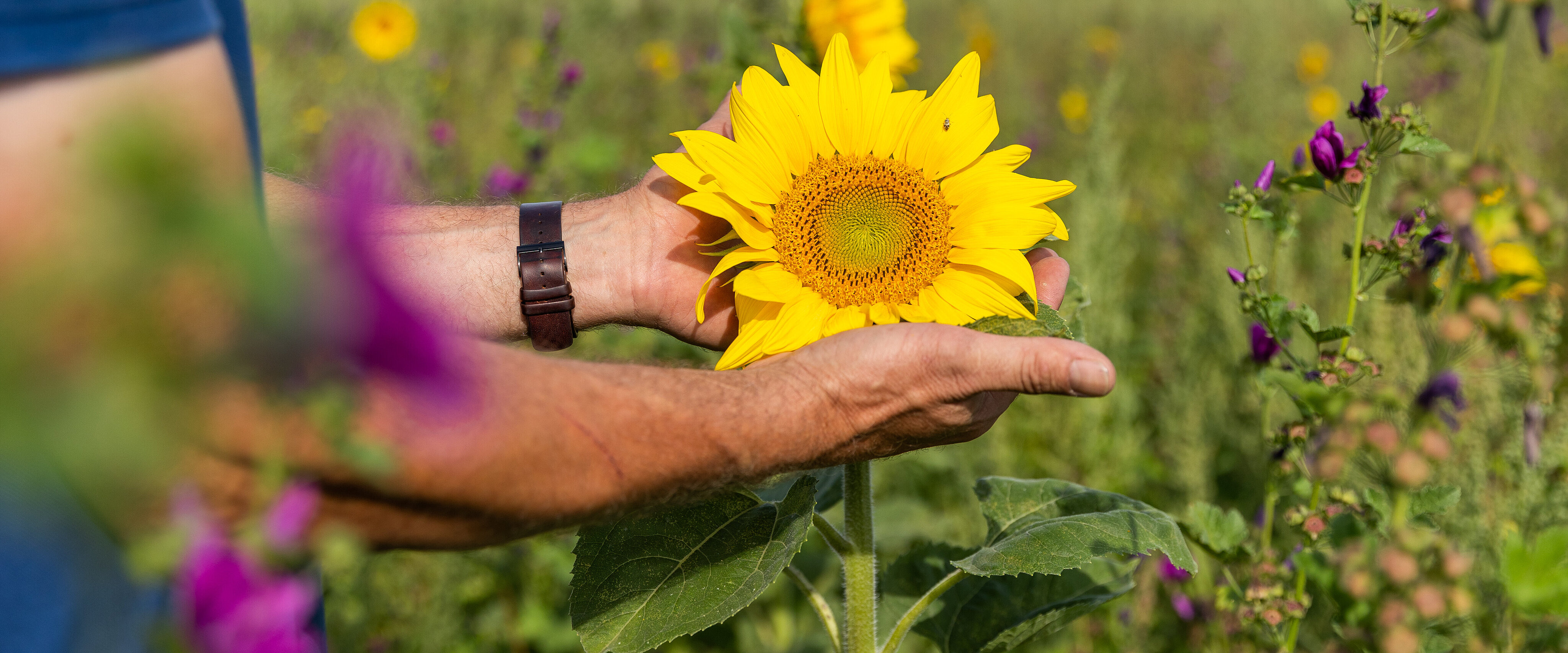 Sonnenblume in der Hand