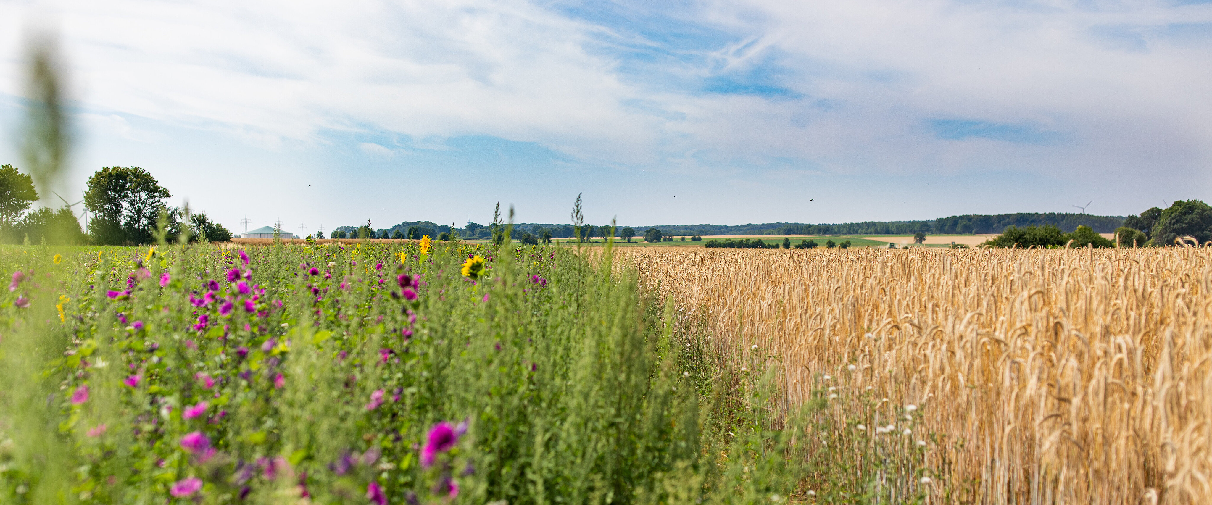 Durch das Brodukt SVO Blühstrom geförderte, blühende Bienenwiese neben einem Getreidefeld