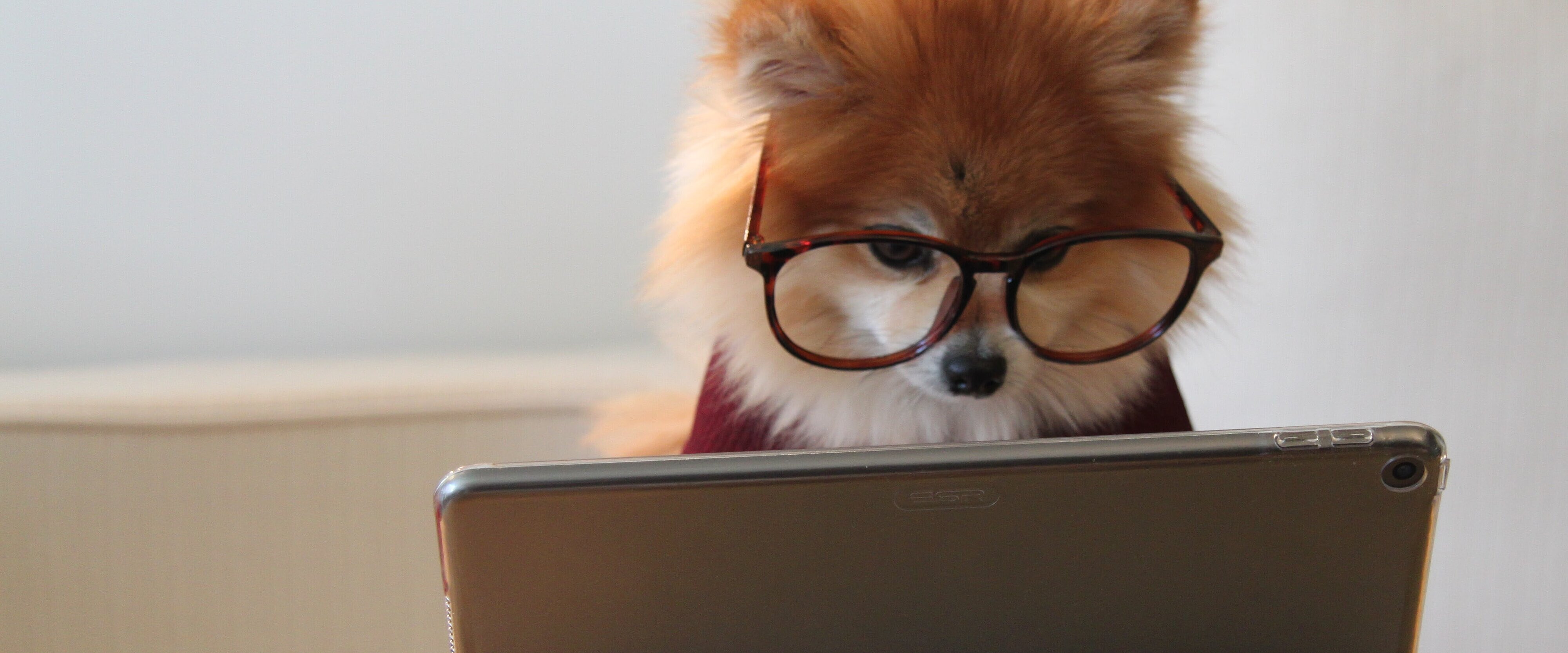 Ein Pomeranian-Hund mit Brille, der auf ein Tablet schaut.